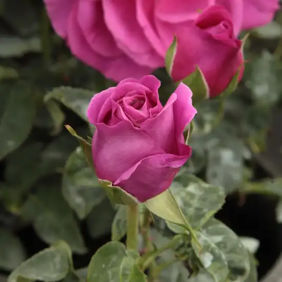 Rosa The Dark Lady - roșu - trandafir englezesti